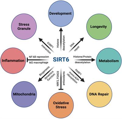 The many faces of SIRT6 in the retina and retinal pigment epithelium